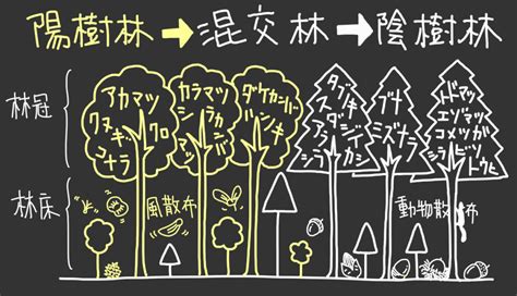 陽樹林 陰樹林|【生物基礎】植生の遷移をわかりやすく解説！ 